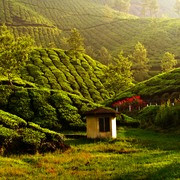 Ooty